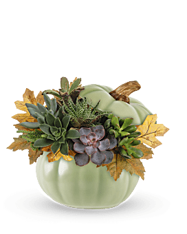 Teleflora's Sage Pumpkin Succulent Garden